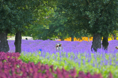 夏のお花畑散歩