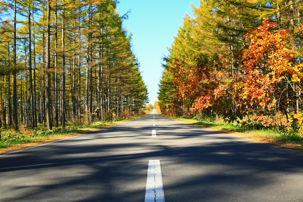 晩秋ロード