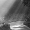 Summer　Curtain