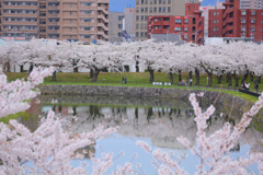街の中の桜