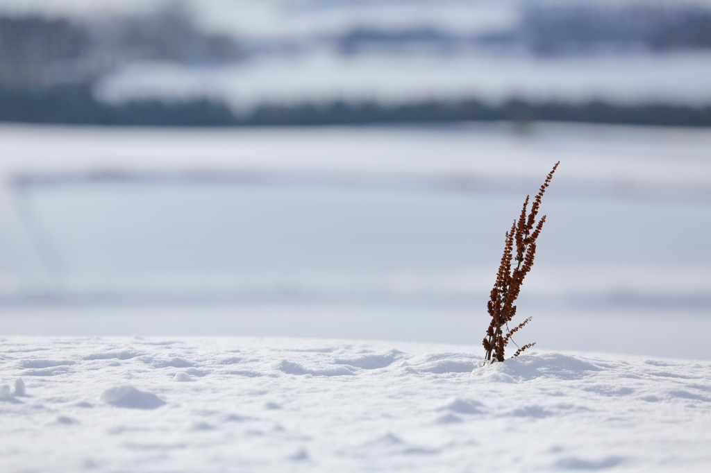 Winter　Flag