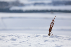 Winter　Flag