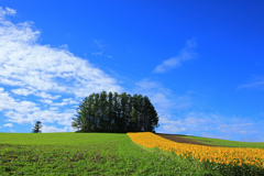 YELLOW　CARPET