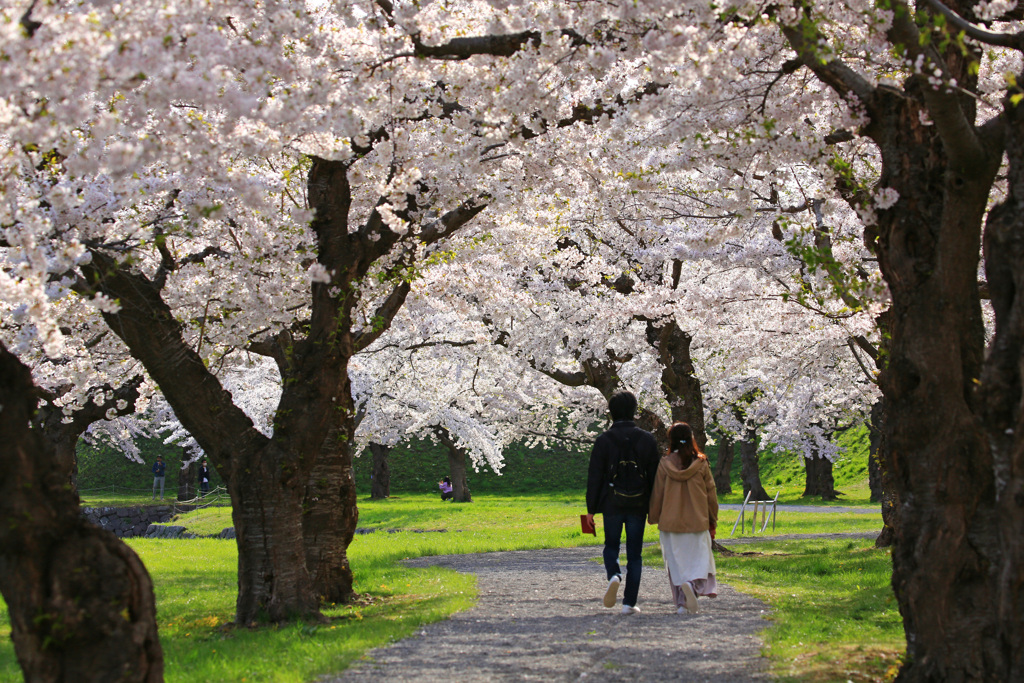 桜の樹の下で