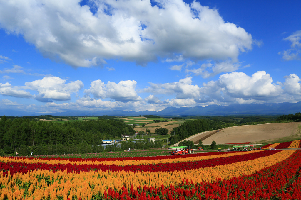 Ｆｌｏｗｅｒ　Ｌｉｎｅ