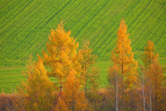 Autumn　tree