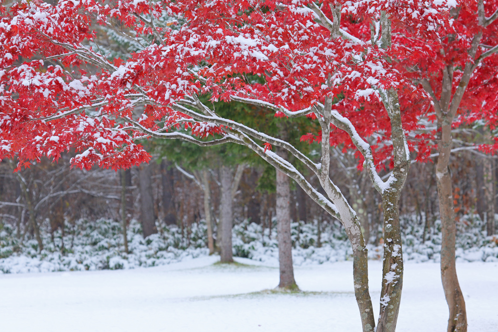 WhiteDecoration