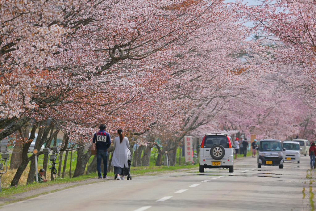 桜のトンネルの下で