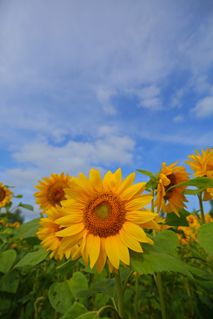 夏してます。