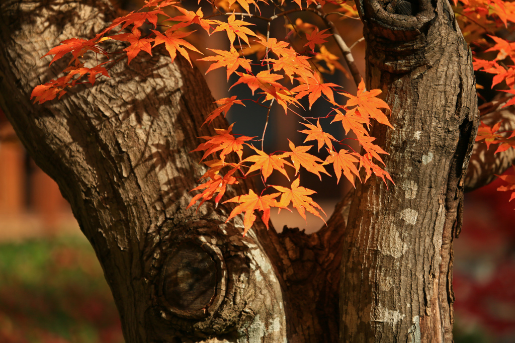 影紅葉
