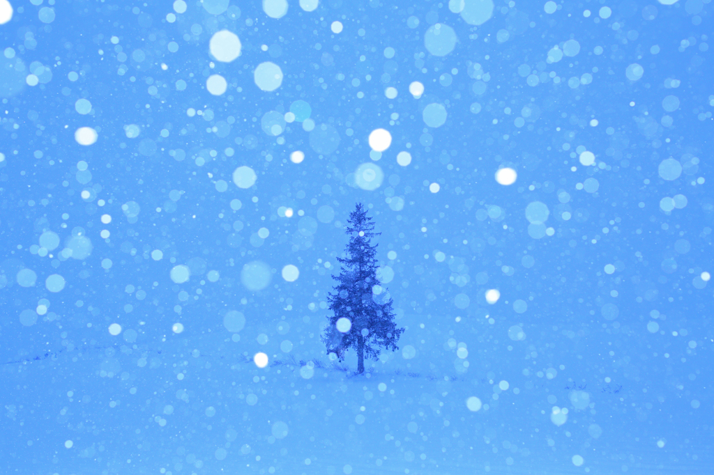 雪の朝