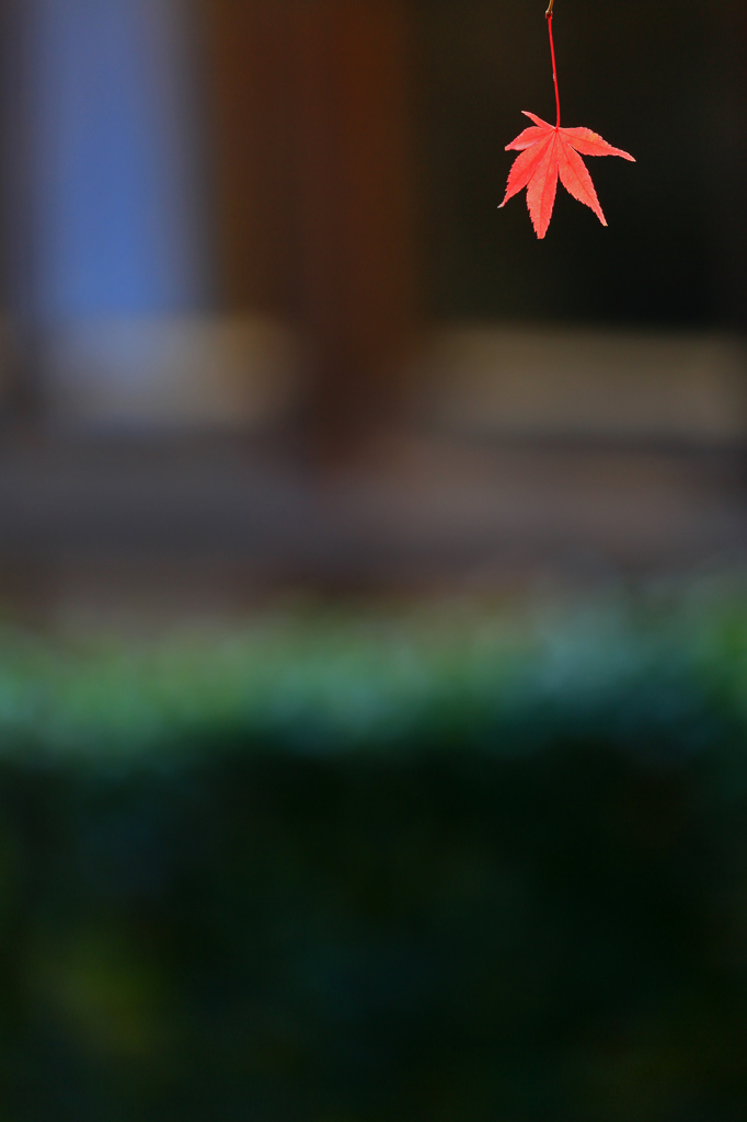 小さい秋　見つけた・・・