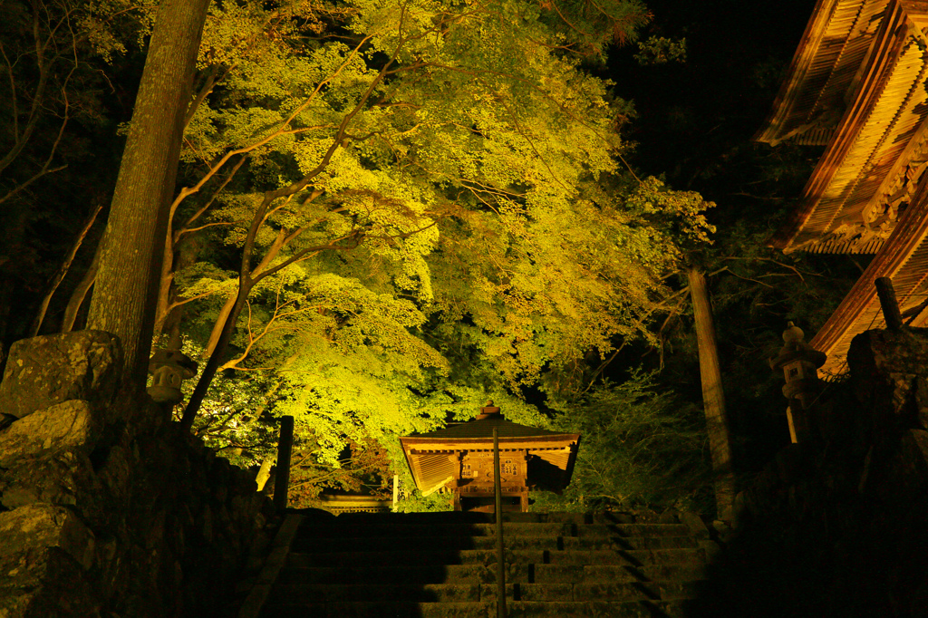 青紅葉