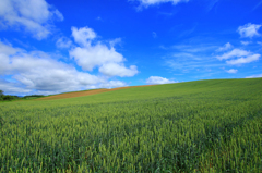 青麦の丘