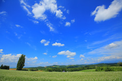 美瑛　夏景