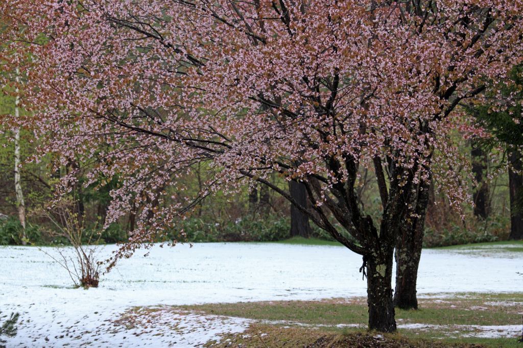 なごり桜と雪