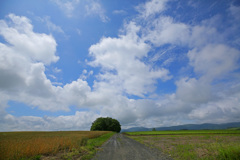 鎮守の森へ