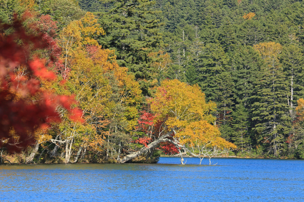 しだれ紅葉