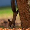 Ａｃｒｏｂａｔ