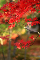 京都の秋
