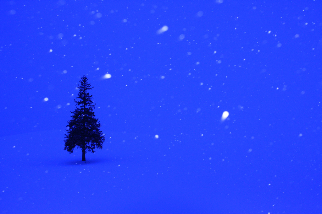 雪蛍