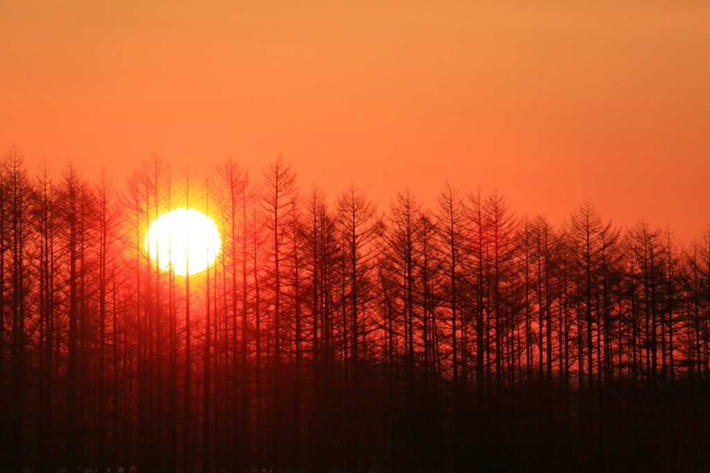 太陽にほえろ！