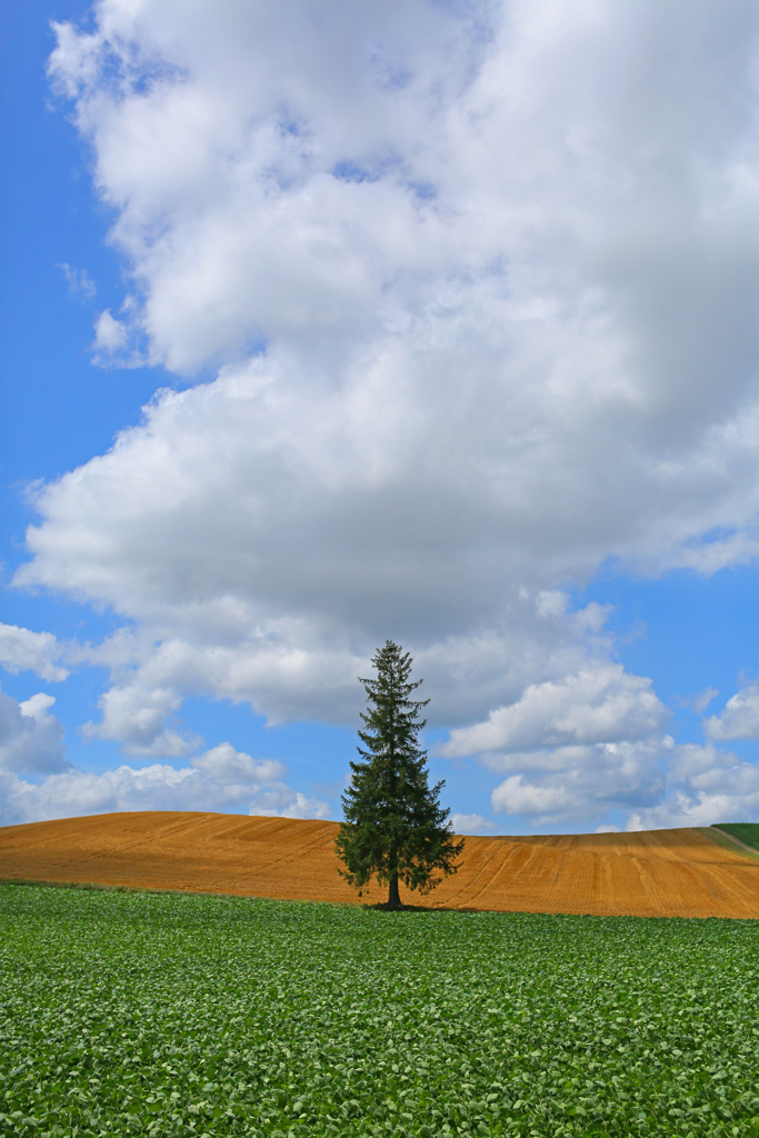 Summer　Tree