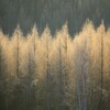 厳冬の朝