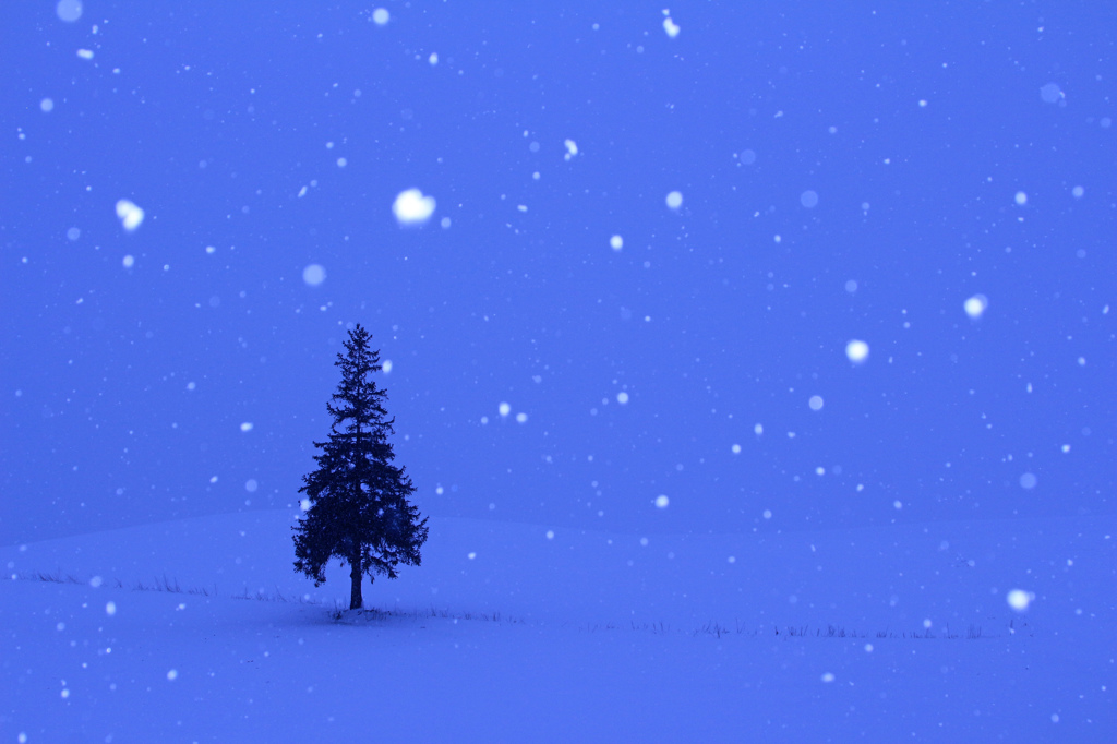 Christmasの木