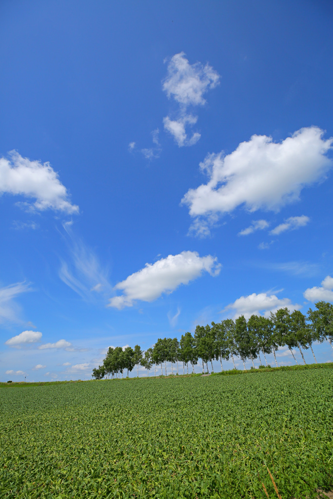 夏模様