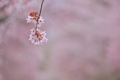 桜毬