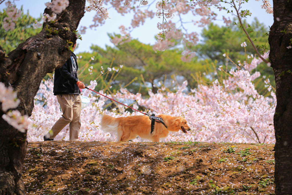 春のお散歩