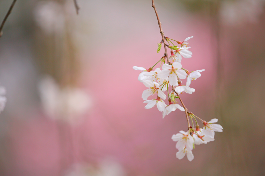 なごり桜