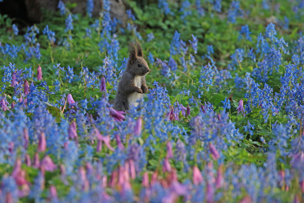 天使の花園