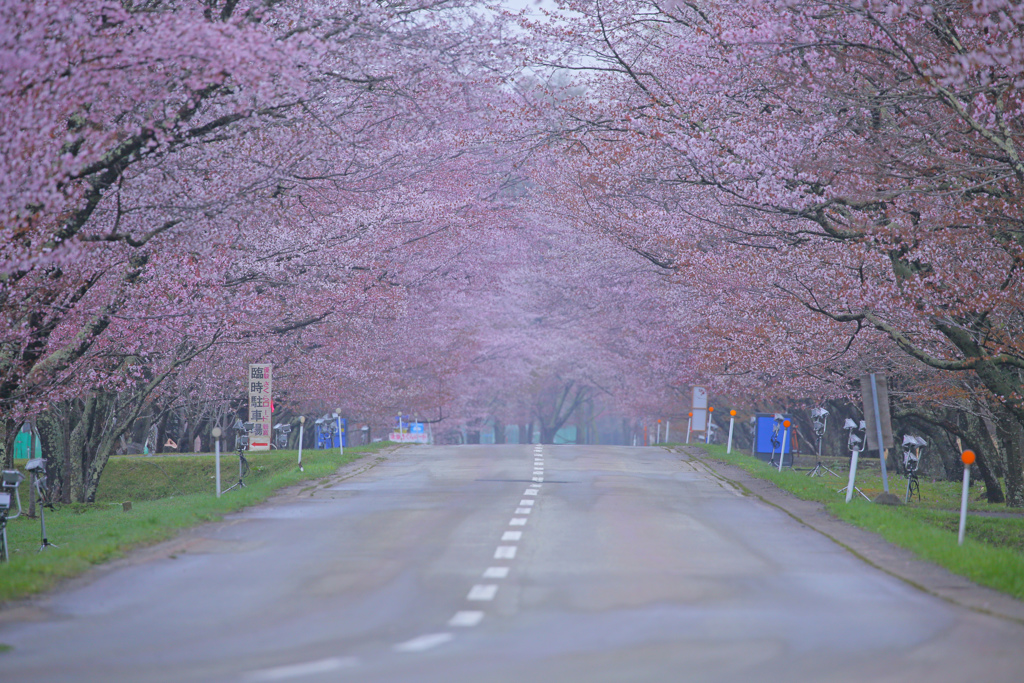 桜道