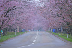 桜道