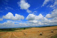 北海道夏景　麦稈ロール