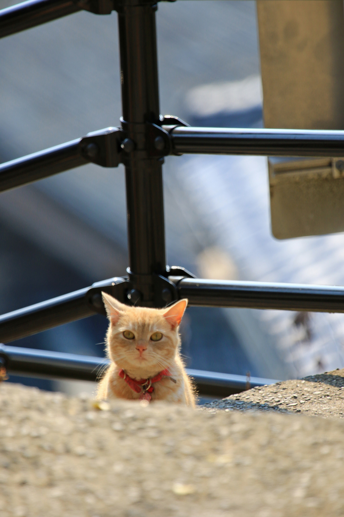 飼い猫です。