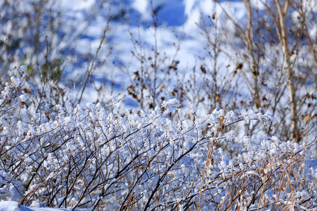 雪華