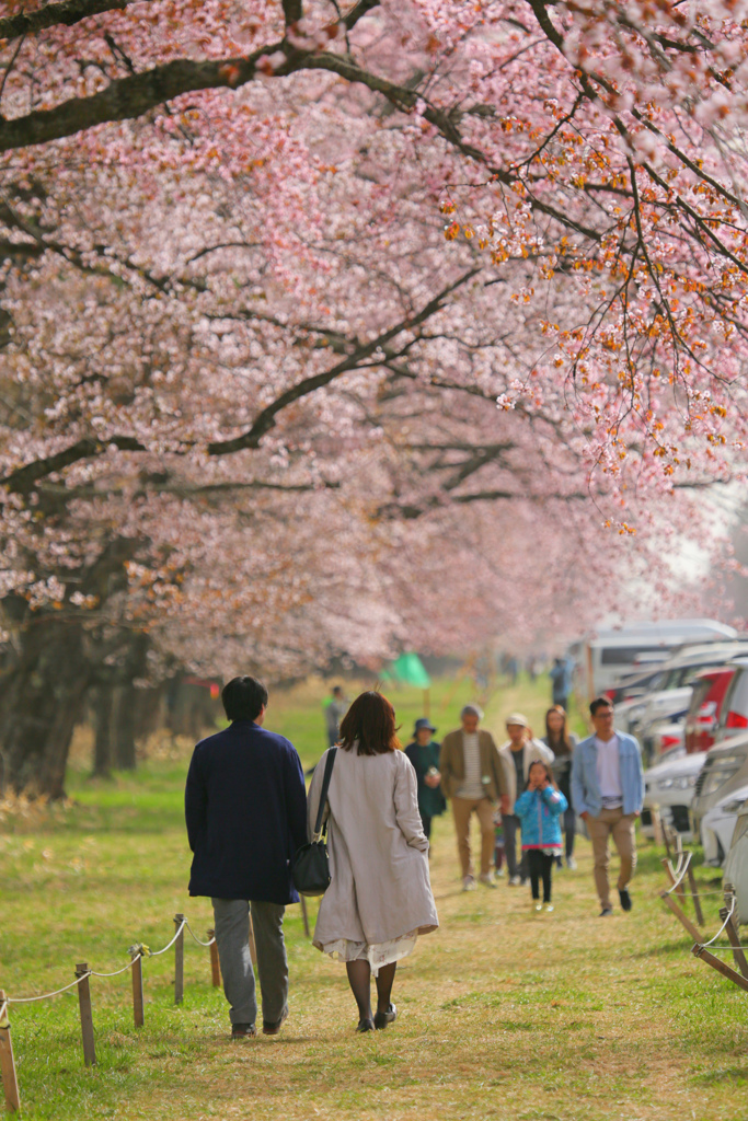 桜デート