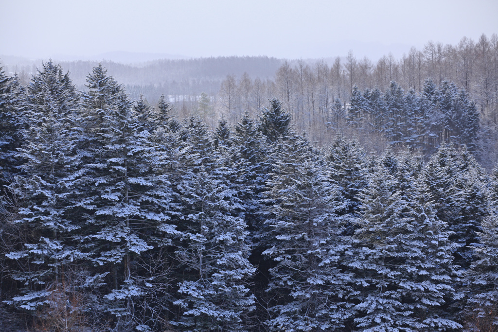 Winter　Decoration