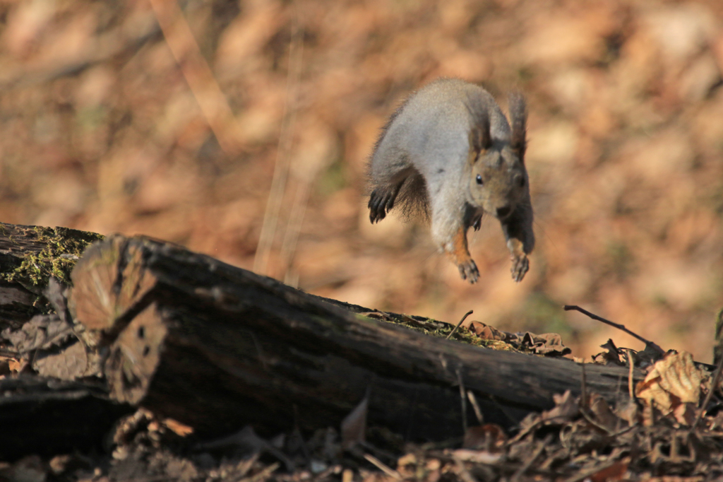 Jump