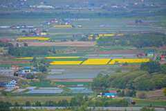 黄色のある大地