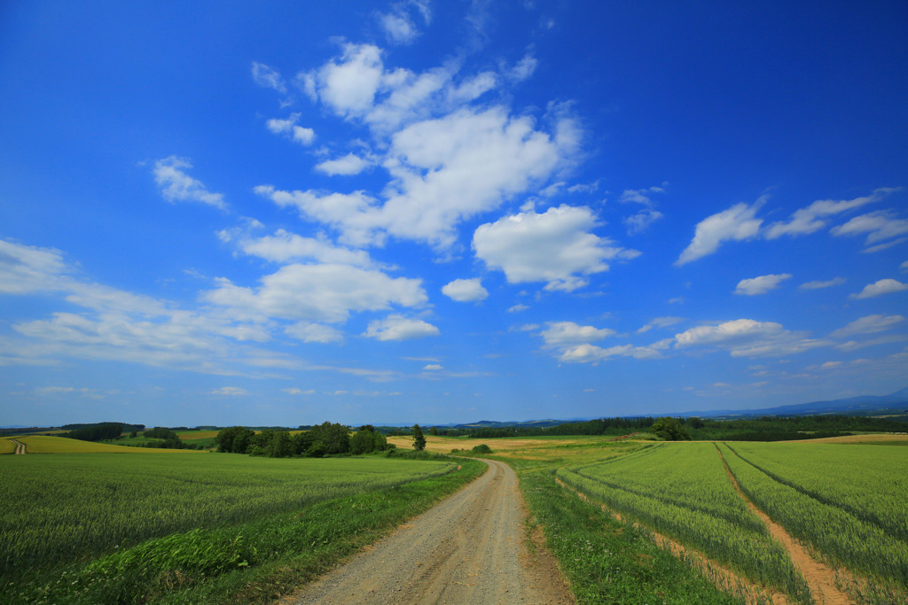 北海道　夏景