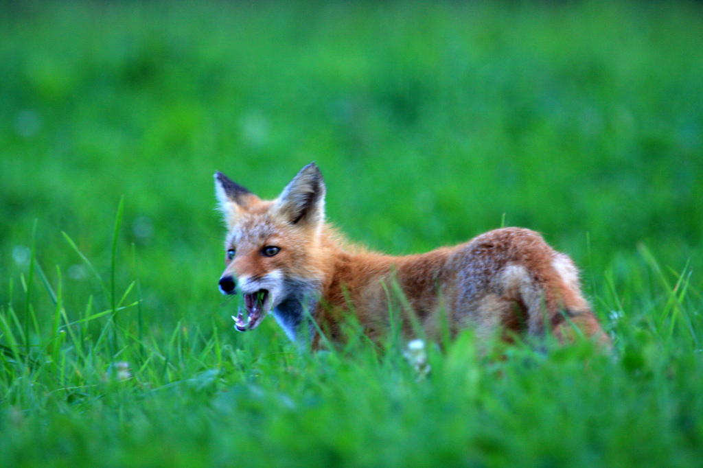 なめんなよ・・・！