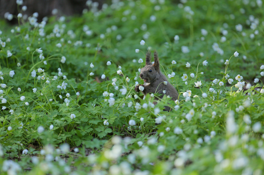 柔らかな風の花