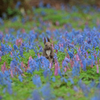 お花畑