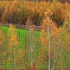 紅葉の中の緑彩