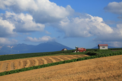 美瑛　夏景