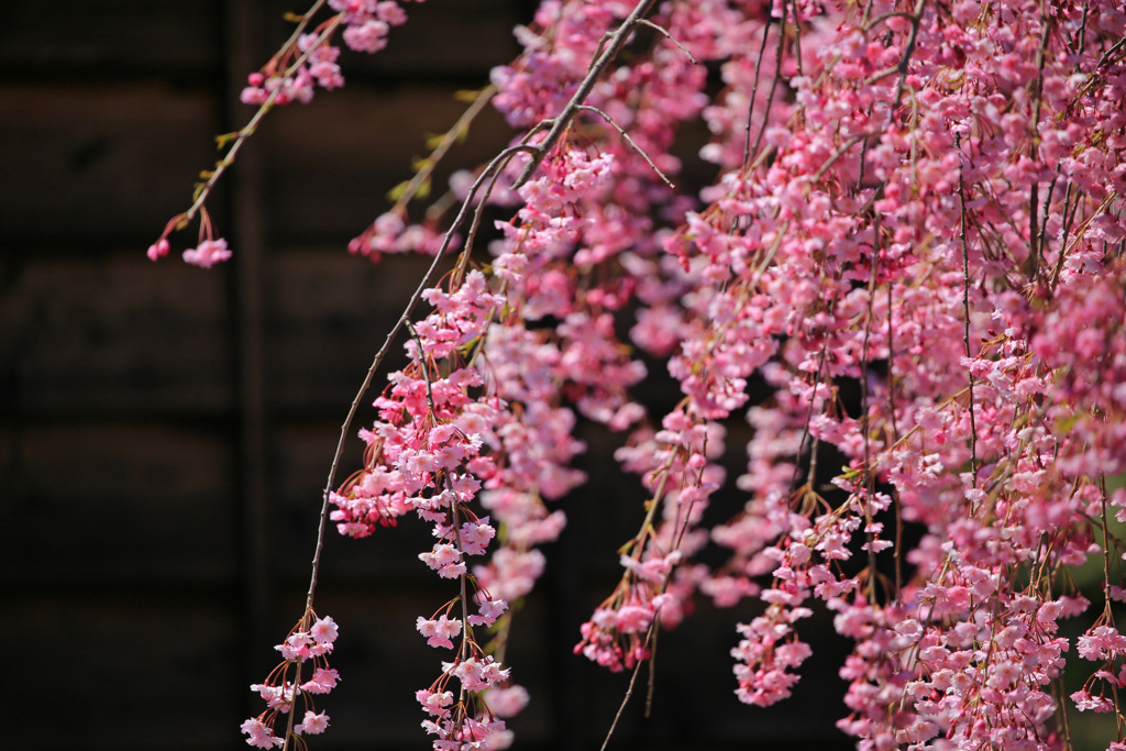 遅い春　早い桜